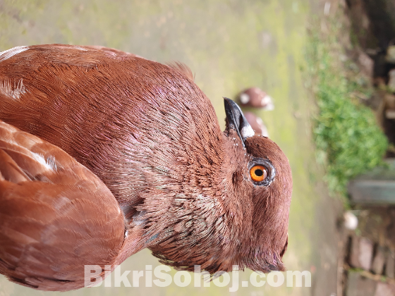 বুম্বাই কবুতর